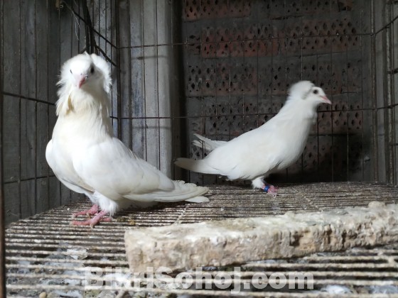 White Bombay baby pair 0 Por